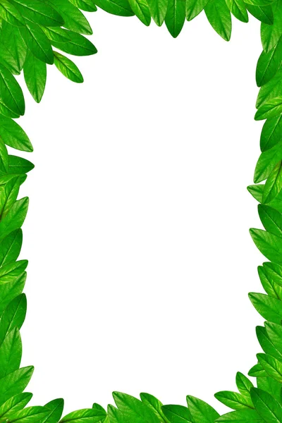 Gröna blad ram — Stockfoto