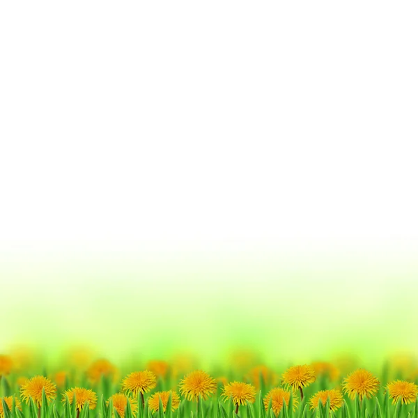 Dmuchawce w trawie — Zdjęcie stockowe