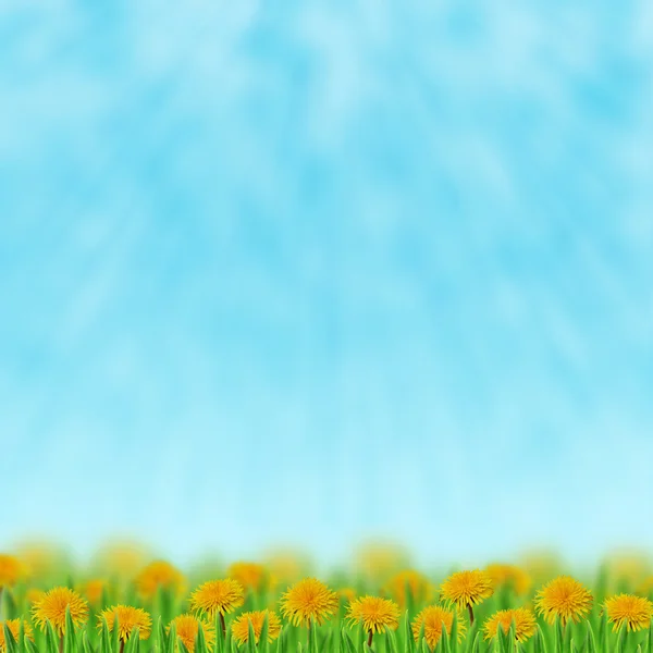 Dandelions in the grass — Stock Photo, Image