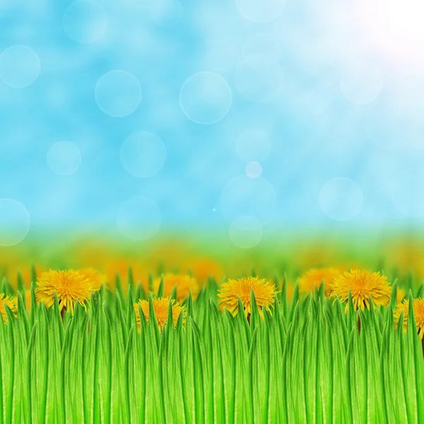 Dandelions in the grass — Stock Photo, Image