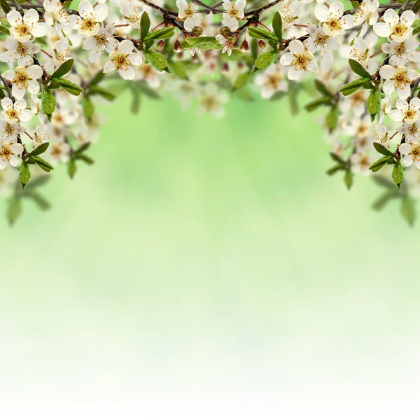 Bloom branch with flowers — Stock Photo, Image