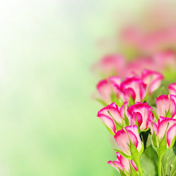 Roses bouquet — Stock Photo, Image