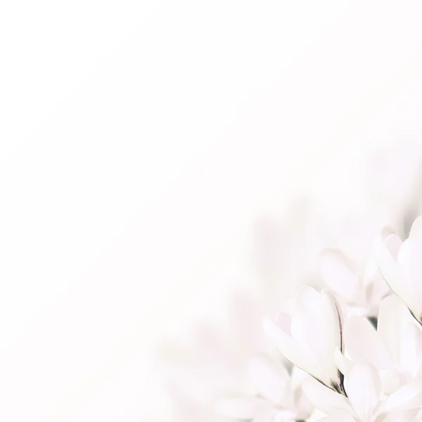 Białe kwiaty krokusy — Zdjęcie stockowe