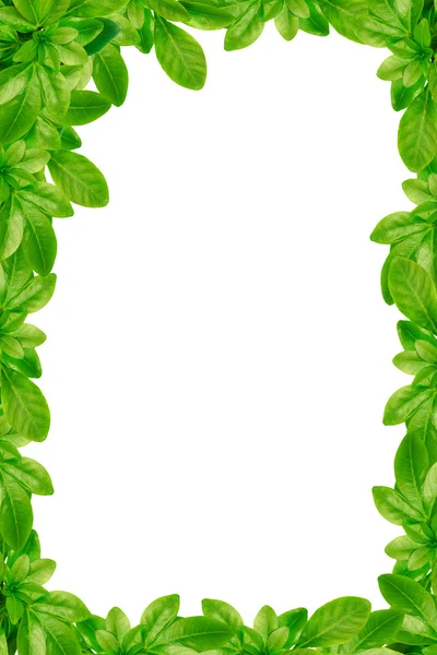 Green leaves frame — Stock Photo, Image