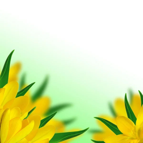 Crocus amarelo — Fotografia de Stock
