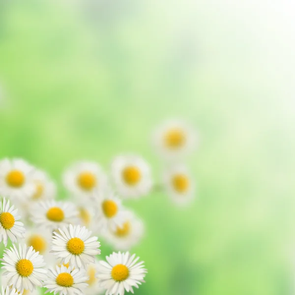 Vele witte daisies — Stockfoto