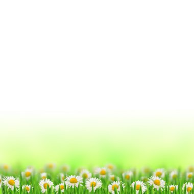 Çimlerde papatyalar