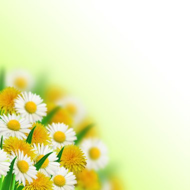 dandelions ve papatya buketi
