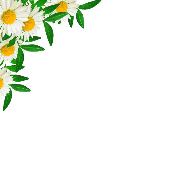 Green leaves and daisies — Stock Photo, Image