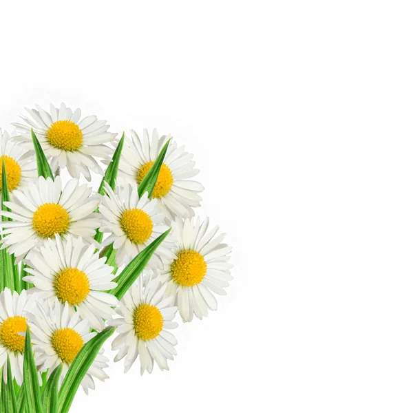 Bouquet of daisies — Stock Photo, Image