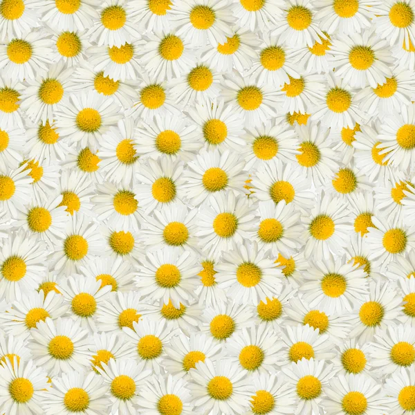 Daisies background — Stock Photo, Image