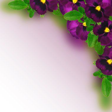 Viola üç renkli çiçekli çerçeve