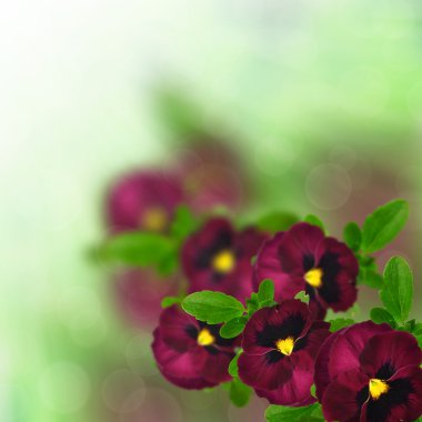 Viola üç renkli çiçekler