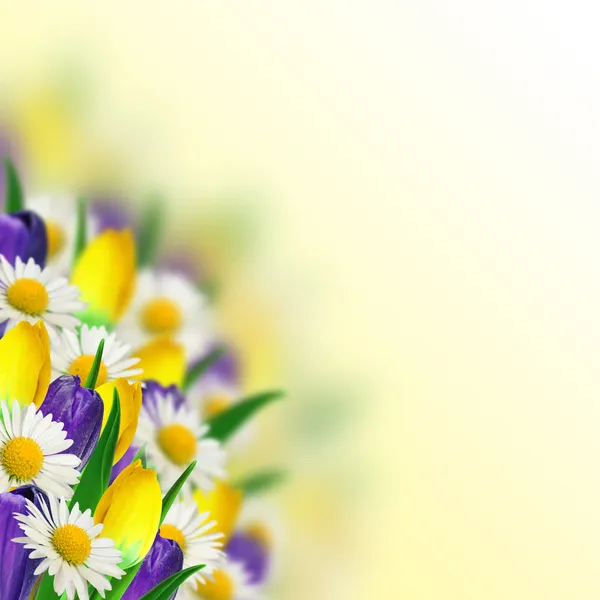 Boeket van tulpen, madeliefjes en crocus — Stockfoto