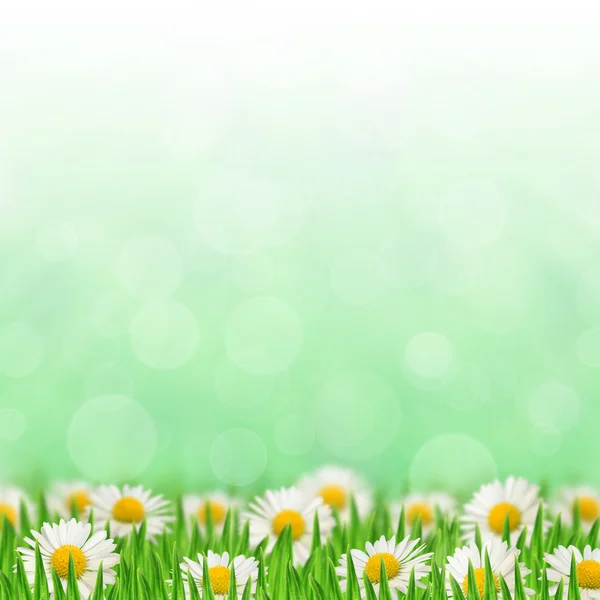 Daisies in the grass — Stock Photo, Image