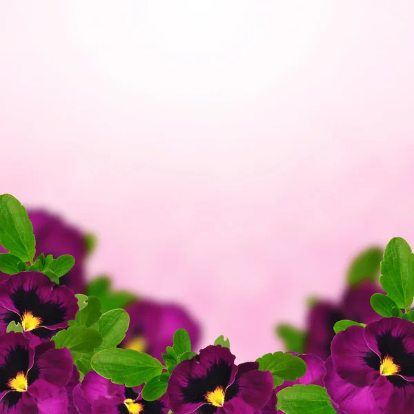 Viola flores tricolor —  Fotos de Stock