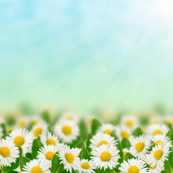 Field full of daisies — Stock Photo, Image