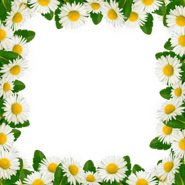 Daisies frame on the white background — Stock Photo, Image