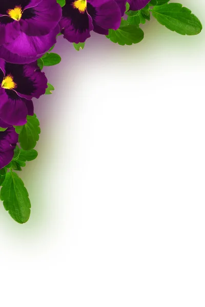 Viola tricolor flowers corner frame — Stockfoto