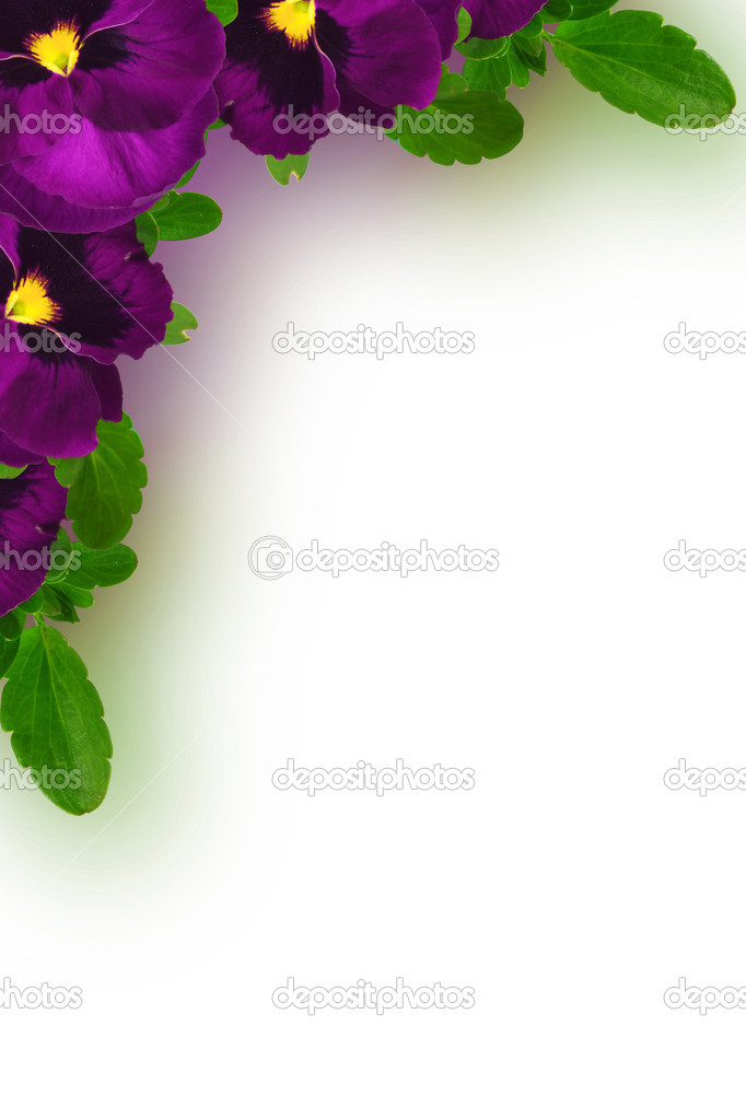Viola tricolor flowers corner frame