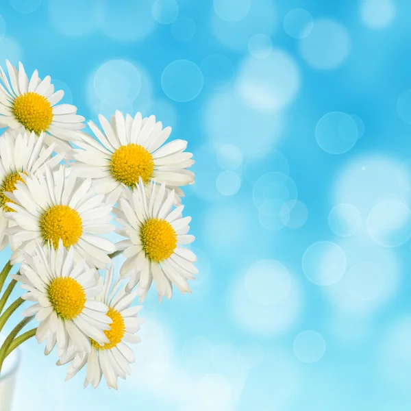 つぼのヒナギクの花束 — ストック写真