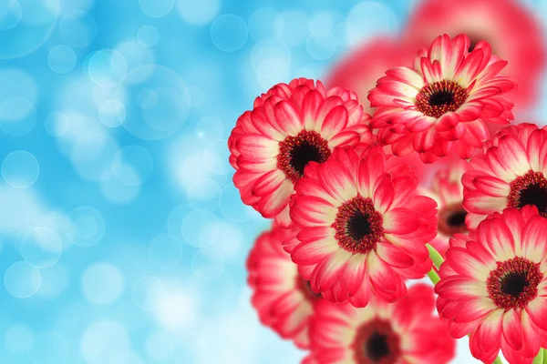 Gerbers の花束 — ストック写真