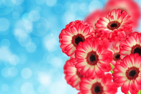 Ramo de gerberas — Foto de Stock