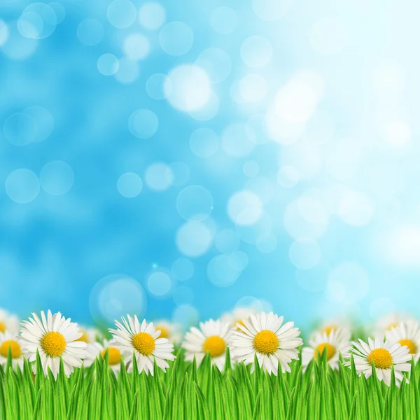 Daisies field in the grass — Stock Photo, Image