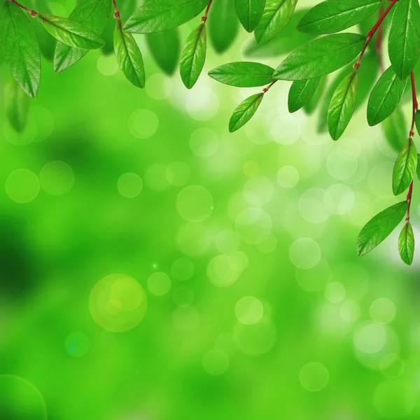 Tree leaves on the blurred background — Stock Photo, Image