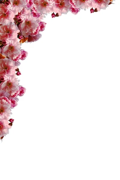 桜の花のコーナーの枠線 — ストック写真
