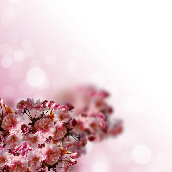 Ανθισμένα λουλούδια sakura — Φωτογραφία Αρχείου
