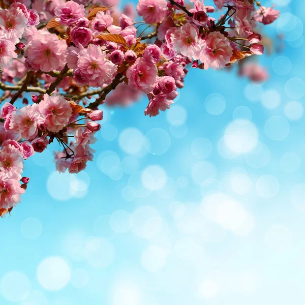 çiçek açan sakura ağacı
