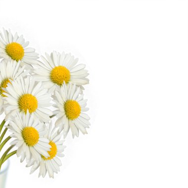 Bouquet of daisies clipart