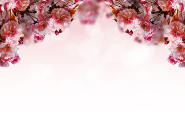 Sakura flowers corner border