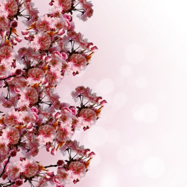 Sakura çiçek sınır