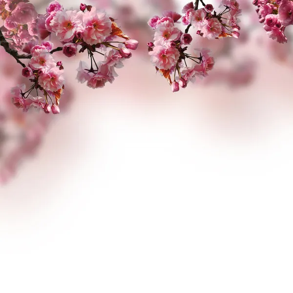 Bloeiende sakura — Stockfoto