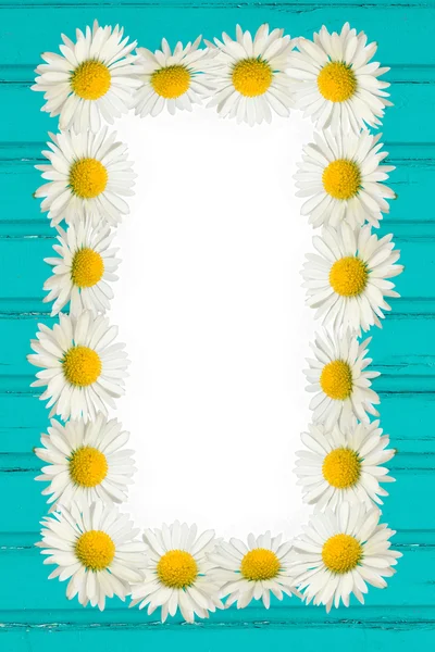 Frame: daisies on the wooden background — Stock Photo, Image