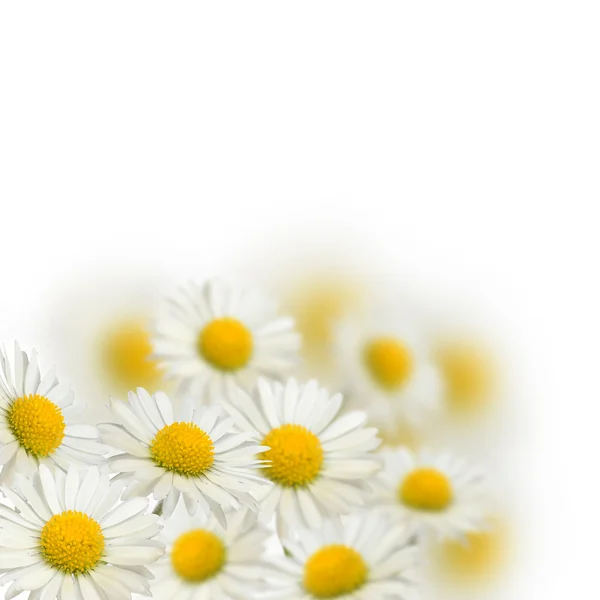 Many daisies on the blurred background — Stock Photo, Image