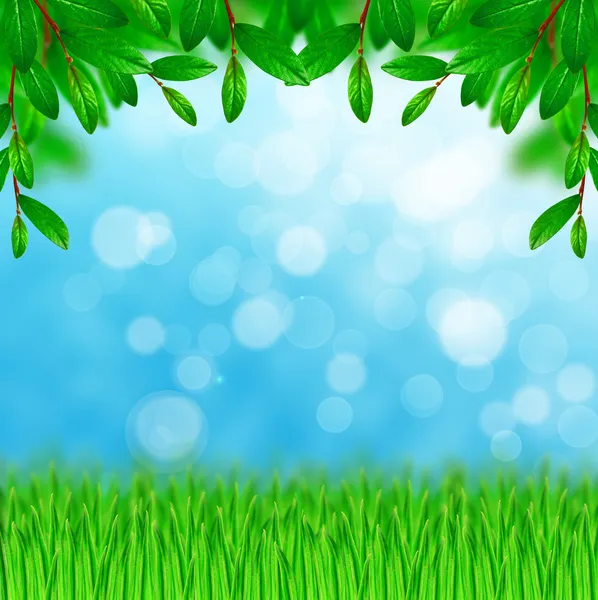 Green leaves and grass on the sky background — Stock Photo, Image