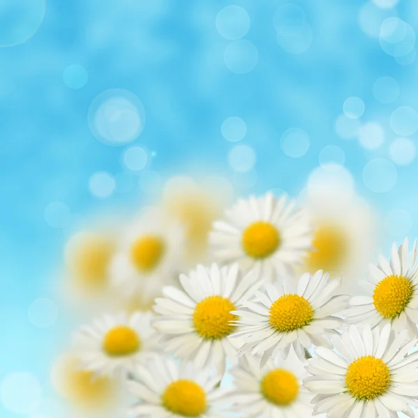 A lot of daisies — Stock Photo, Image