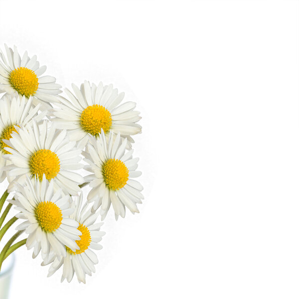 Bouquet of daisies