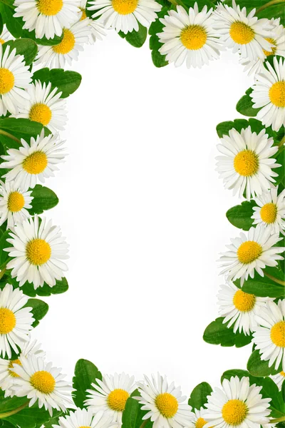 Daisies and green leaves frame — Stock Photo, Image