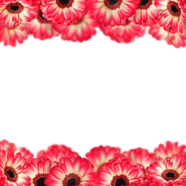 Pink gerbers frame — Stock Photo, Image