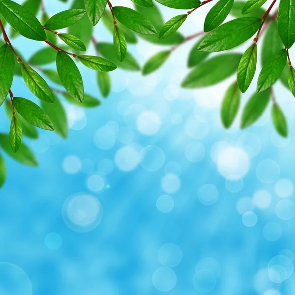 Green leaves and sky — Stock Photo, Image