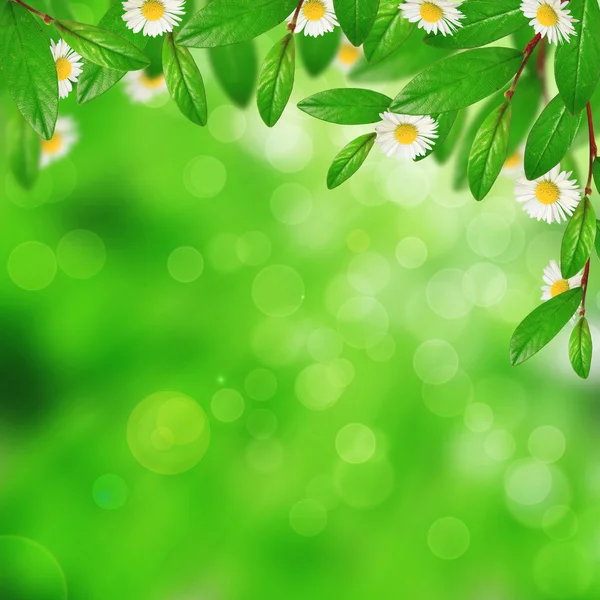 Florecientes hojas verdes y flores — Foto de Stock