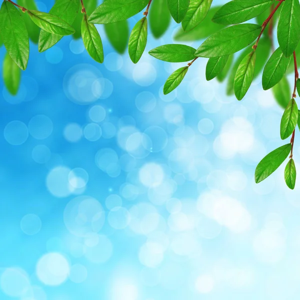 Green leaves and sky — Stock Photo, Image