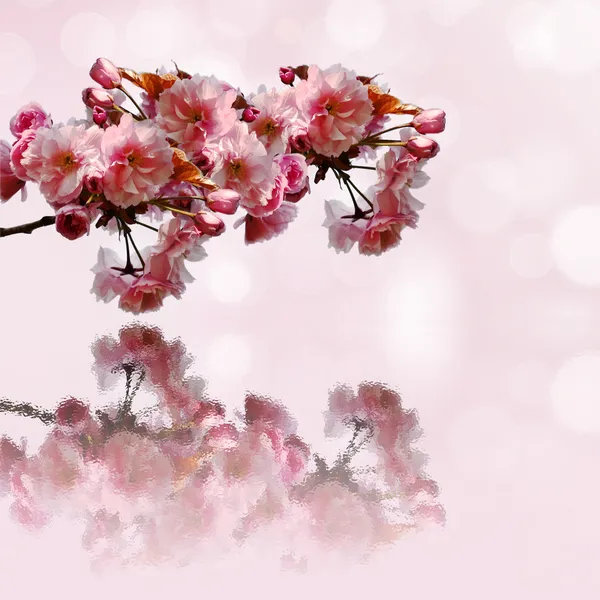 Sakura-Zweig und Reflexion — Stockfoto