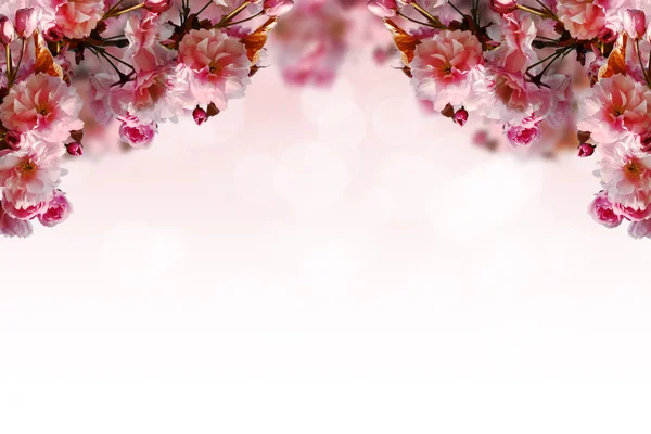 Sakura flowers corner border