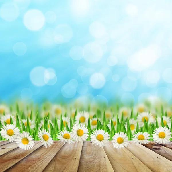 Daisies field and wooden road on the sky background — Stock Photo, Image