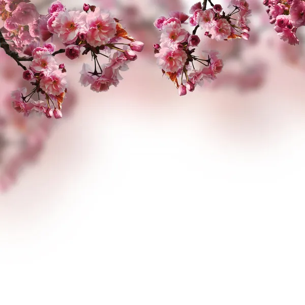 Blommande sakura — Stockfoto